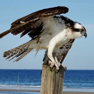 Meet your Posher, Cynthia